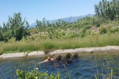 Sulama kanalından çıkamayan mandaları itfaiye kurtardı