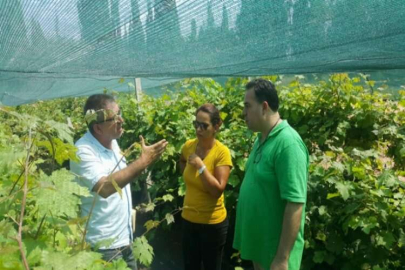 Tarsus beyaz üzümünün  taneleme sorunu çözüldü
