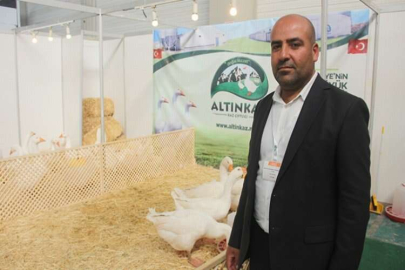 “Altın yumurtlayan” mavi gözlü kazlar Türkiye’de