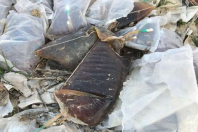 Tarsus’ta tıbbi atıklar  ırmak kenarına döküldü