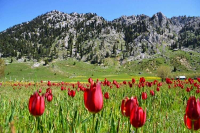 Kahramanmaraş'ta yaban lalelerinin görsel şöleni