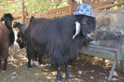 Kahramanmaraş'ta satışa sunulan 120 kilogramlık keçi alıcısını bekliyor