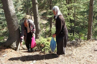 Adana’dan Japonya ve  Kore’ye sedir mantarı