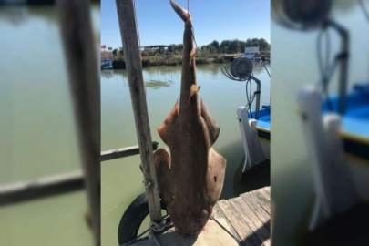 Nesli tükenme tehlikesi altındaki keler balığı Antalya'da yakalandı