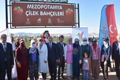 Mezopotamya Ovası’nda ‘Kızıltepe Çileği’ üretim serüveni