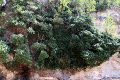 4 bin yıllık dev sarmaşık zamana direniyor