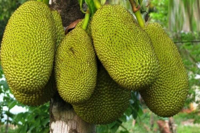 Dünyanın en büyük meyvesi  Yumurtalık’ta yetiştirilecek