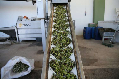 Hatay'da zeytin çekirdekleri çevreci yakıta dönüştürülüyor