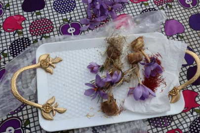 Isparta'da gül, lavanta ve elmanın yanında safranın da yaygınlaşması hedefleniyor