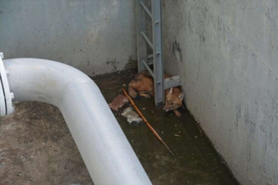 Mersin'de havuz kenarındaki boşluğa düşen çakal kurtarıldı