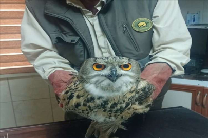 Osmaniye'de bitkin halde bulunan puhu tedaviye alındı