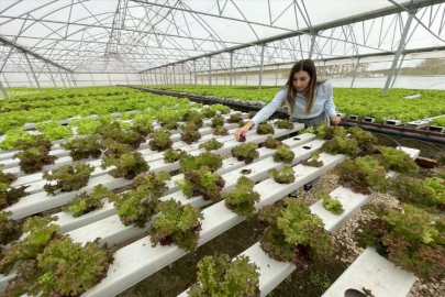 Adana'da kadın çiftçi, serada yetiştirdiği marulları yurt dışına gönderiyor