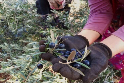 Akdeniz Üniversitesi'nde zeytin hasadı başladı