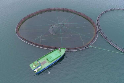 GRAFİKLİ - Anadolu'daki barajlarda yetiştirilen alabalıklar 36 ülkeye ihraç ediliyor