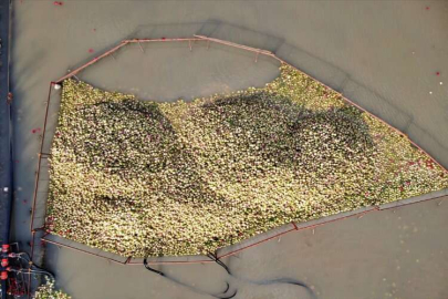 Soğuk suda yıkanan tescilli turp, kadınların istihdam kapısı oluyor