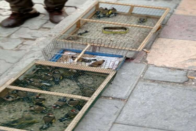 Adana'da avlanan 57 saka kuşu doğaya salındı