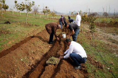 Maraş dondurmasına lezzet veren salep fideleri toprakla buluşturuldu