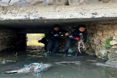 Hatay'da dere yatağında mahsur kalan köpek yavrusunu itfaiye çıkardı