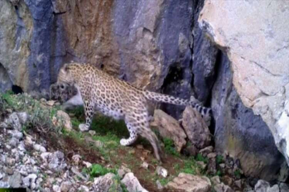 ISUBÜ'nün "Anadolu Parsı Araştırma" projesine TÜBİTAK'dan destek