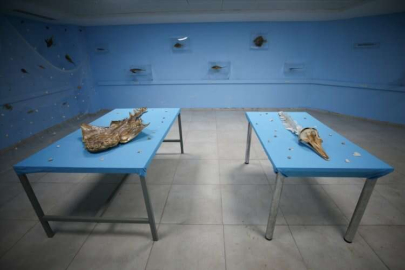 Hatay'da kıyıya vuran balinanın iskeleti ve balık mumyaları su altı müzesinde sergilenecek