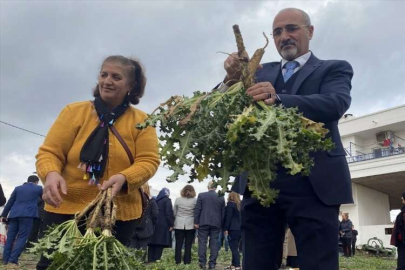 Mersin'de kadınların ektiği "şevketibostan" bitkisi hasat edildi