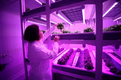 Adana'da dikey tarımda yapay zekayla uygun üretim modeli oluşturuluyor