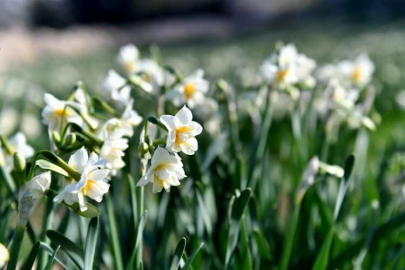 Mersin Nergis Şenliği 21 Ocak'ta düzenlenecek