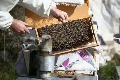 Adana'da bal üretimine yönelik projeler hem kovanları hem rekolteyi artırdı