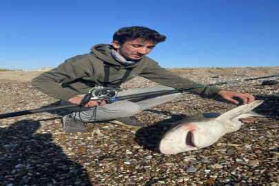 Oltasına takılan nesli tükenme tehlikesi altındaki köpek balığını mavi sulara saldı