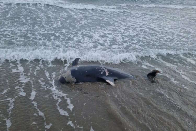 Adana'da ölü yunus sahile vurdu
