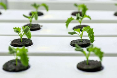 Dikey tarım yüksek su tasarrufu ve minimum karbon salımı sağlıyor