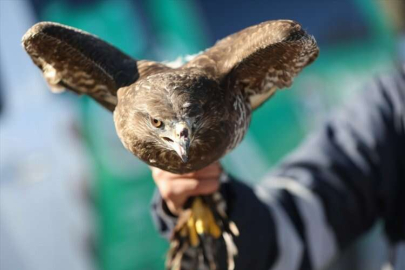 Antalya'da tedavisi tamamlanan 2 şahin doğaya bırakıldı