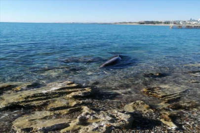 Alanya'da kıyıya vuran yunus kurtarıldı