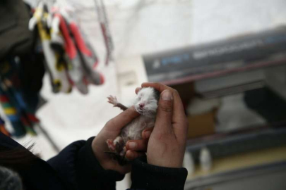 Depremden etkilenen "can dostlar"ın imdadına hayvanseverler yetişti