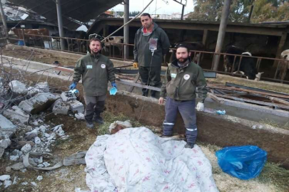 Hatay'da depremde kısmen çöken ahırdaki büyükbaş hayvan 15 gün sonra kurtarıldı