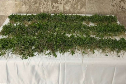 Adana'da 3 bin 250 kök kenevir ele geçirildi