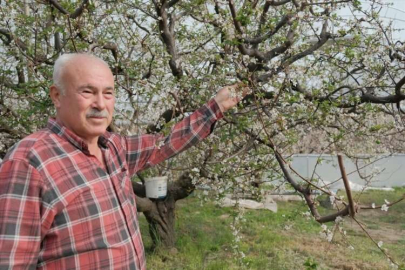 Mersin'de örtü altı erik hasadı başladı