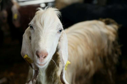 Deprem büyükbaş ve küçükbaş hayvanlarda strese bağlı ölü doğumlara neden oldu
