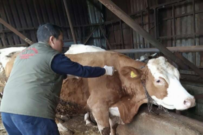 Antalya'da büyükbaş hayvanlara şap aşısı yapılıyor
