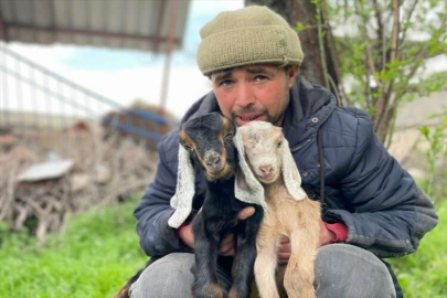Hataylı depremzede besicinin 6 Şubat'tan bu yana 6 keçisi yavruladı