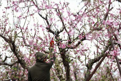 Baharla renklenen Amik Ovası'nda çiftçiler bahçelerine girmeye başladı