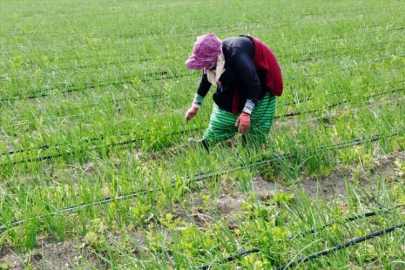 Amik Ovası'nda üretimi sürdürerek Hatay'ı ayağa kaldırmayı hedefliyorlar