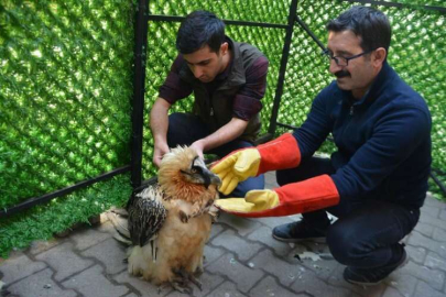 ‘Tehlikedeki türler’ kategorisindeki sakallı akbabaya özel tedavi