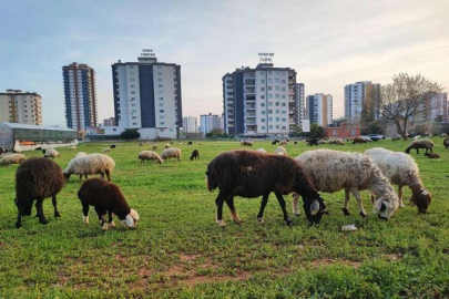 Köy ve kent iç içe geçti