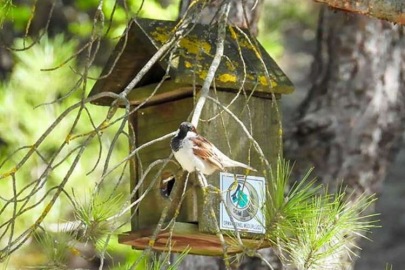 Ormanlar kuş yuvaları ile donatılıyor