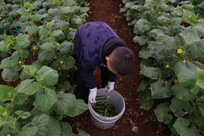 Kahramanmaraş'ta depremzede çiftçiler salatalık hasadına başladı