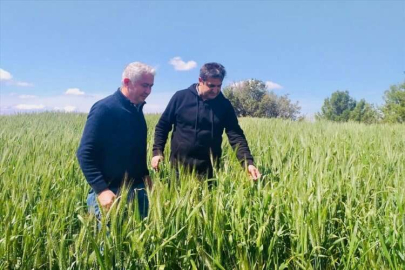 Serik'te 50 bin ton buğday ve arpa hasadı bekleniyor