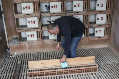 Depremde kümesleri yıkılan posta güvercini yetiştiricileri destek bekliyor