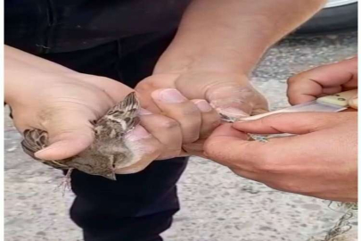 Kozan'da yuvasındaki ipe takılan serçe kurtarıldı