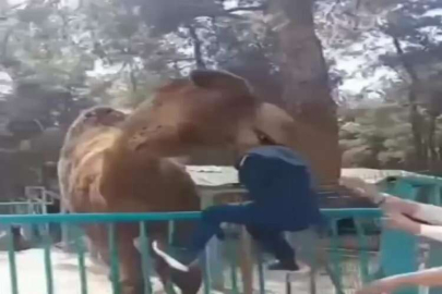 Deveye fazla yaklaşan çocuk az daha canından oluyordu